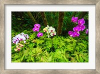 Framed Orchids At The Hawaii Tropical Botanical Garden