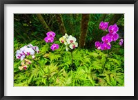 Framed Orchids At The Hawaii Tropical Botanical Garden