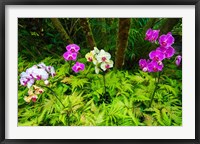 Framed Orchids At The Hawaii Tropical Botanical Garden