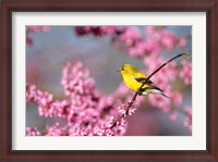 Framed American Goldfinch In Eastern Redbud, Marion, IL