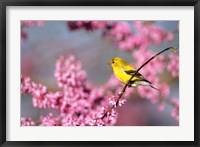 Framed American Goldfinch In Eastern Redbud, Marion, IL