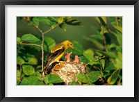 Framed American Goldfinch With Nestlings At Nest, Marion, IL