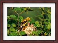 Framed American Goldfinch With Nestlings At Nest, Marion, IL
