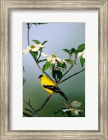 Framed American Goldfinch In A Dogwood Tree, Marion, IL