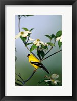 Framed American Goldfinch In A Dogwood Tree, Marion, IL