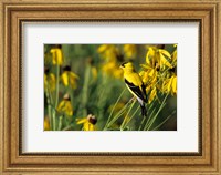 Framed American Goldfinch On Gray-Headed Coneflowers, Marion, IL