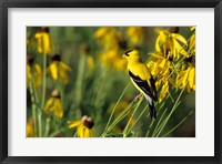 Framed American Goldfinch On Gray-Headed Coneflowers, Marion, IL