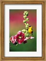 Framed American Goldfinch On Hollyhock, Marion, IL