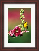 Framed American Goldfinch On Hollyhock, Marion, IL