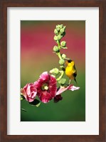 Framed American Goldfinch On Hollyhock, Marion, IL