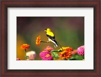 Framed American Goldfinch On Zinnias, Marion, IL