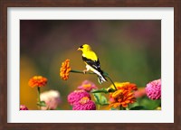 Framed American Goldfinch On Zinnias, Marion, IL