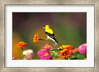 Framed American Goldfinch On Zinnias, Marion, IL