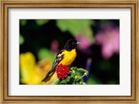 Framed Baltimore Oriole On Lantana, Marion, IL