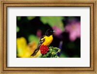 Framed Baltimore Oriole On Lantana, Marion, IL