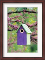 Framed Bird House In Eastern Redbud, Marion, IL