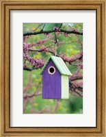 Framed Bird House In Eastern Redbud, Marion, IL