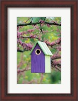 Framed Bird House In Eastern Redbud, Marion, IL