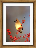 Framed Cedar Waxwing In Common Winterberry, Marion, IL