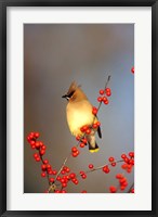 Framed Cedar Waxwing In Common Winterberry, Marion, IL