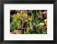 Framed Eastern Bluebird Feeding Fledgling On Fence