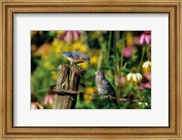 Framed Eastern Bluebird Feeding Fledgling On Fence