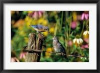 Framed Eastern Bluebird Feeding Fledgling On Fence