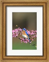 Framed Eastern Bluebird In Redbud Tree, Marion, IL