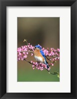 Framed Eastern Bluebird In Redbud Tree, Marion, IL