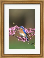 Framed Eastern Bluebird In Redbud Tree, Marion, IL