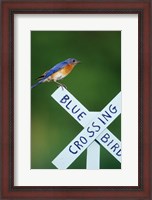 Framed Eastern Bluebird On Crossing Sign, Marion, IL