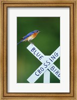 Framed Eastern Bluebird On Crossing Sign, Marion, IL