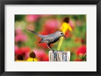 Framed Gray Catbird On A Fence Post, Marion, IL