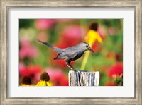 Framed Gray Catbird On A Fence Post, Marion, IL