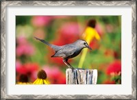 Framed Gray Catbird On A Fence Post, Marion, IL