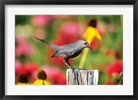 Framed Gray Catbird On A Fence Post, Marion, IL