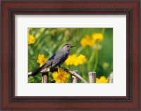 Framed Gray Catbird On A Wooden Fence, Marion, IL