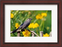 Framed Gray Catbird On A Wooden Fence, Marion, IL