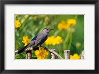 Framed Gray Catbird On A Wooden Fence, Marion, IL