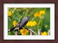 Framed Gray Catbird On A Wooden Fence, Marion, IL