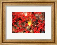 Framed Northern Cardinal In Common Winterberry Marion, IL