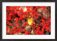 Framed Northern Cardinal In Common Winterberry Marion, IL