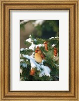 Framed Northern Cardinal In A Spruce Tree In Winter, Marion, IL