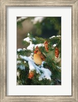 Framed Northern Cardinal In A Spruce Tree In Winter, Marion, IL