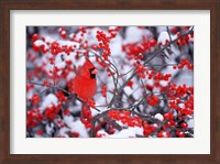 Framed Northern Cardinal In The Winter, Marion, IL