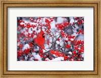 Framed Northern Cardinal In The Winter, Marion, IL