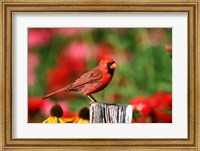 Framed Northern Cardinal On A Fence Post, Marion, IL