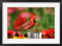 Framed Northern Cardinal On A Fence Post, Marion, IL