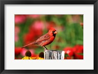 Framed Northern Cardinal On A Fence Post, Marion, IL