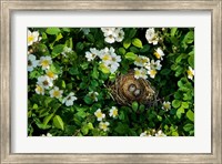 Framed Song Sparrow Nest With Eggs, IL